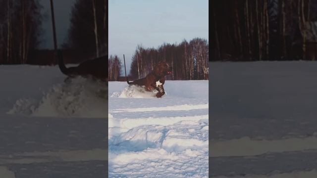 Вспахали поле! #ambully #bully #love #reels #top #viral #trending #motivation #humor #nature #dog