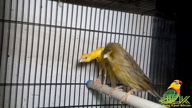 PUSATNYA KENARI IMPORT DI PASAR BURUNG PRAMUKA KIOS TWP