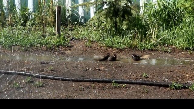 ИЛЬИНСКИЕ  ВОРОБЬИ