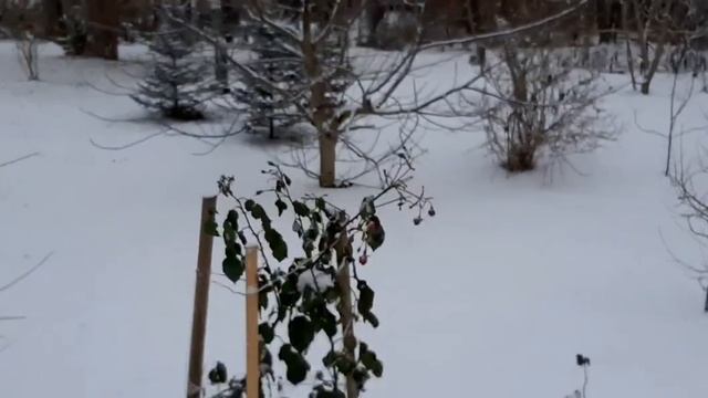 Приозерск, подворье Валаамского монастыря. Кирха.