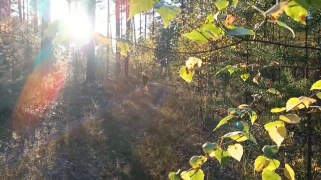 Медведский бор осенью