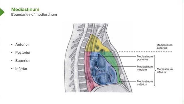 01. Lungs, mediastinum and cardiac valves