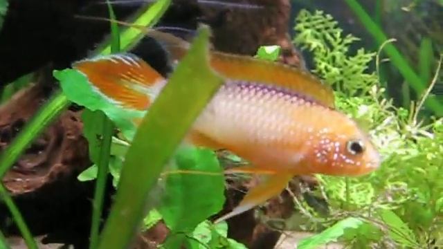 Apistogramma agassizi "fire red"