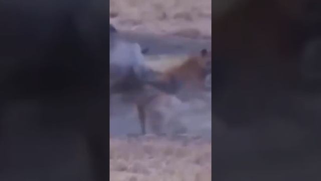 hyena attack wildebeest #shorts