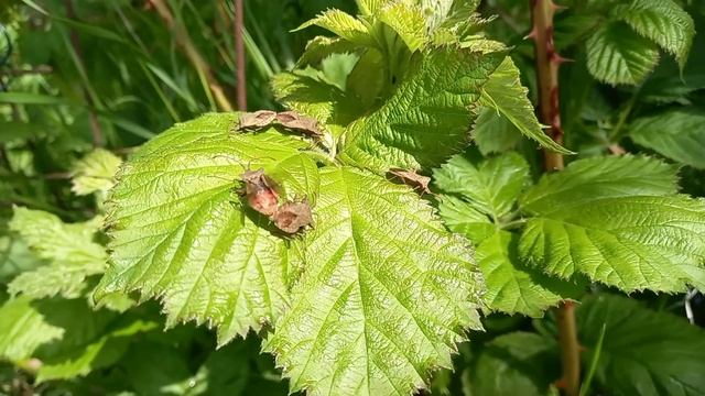 Lederwanzen (Coreus marginatus) - Schamlose 'Bettwanzen'