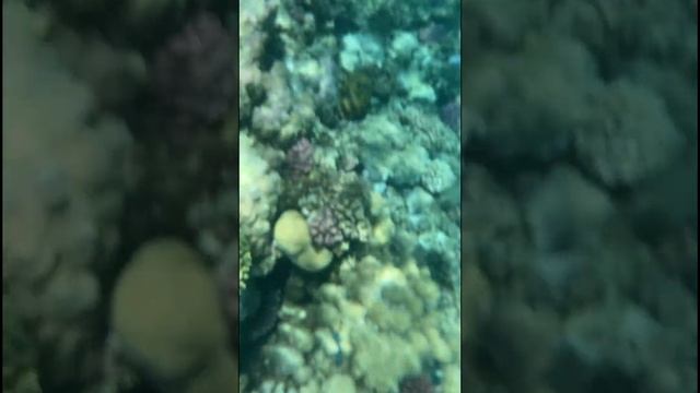 underwater filming of a very beautiful coral reef, and its inhabitants of colorful fish in Egypt