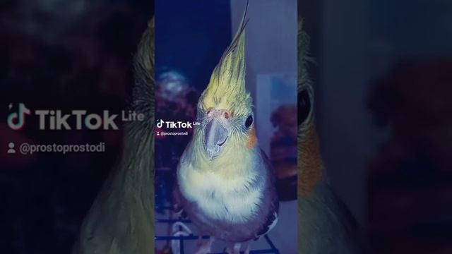 Буду занята до понедельника!