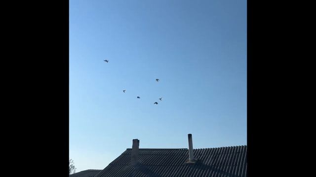 Голуби 🕊️ кружат над нашей крышей