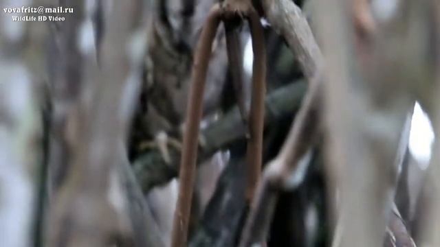 Otus bakkamoena Indian scops owl, Индийская совка, Ошейниковая совка Sri Lanka