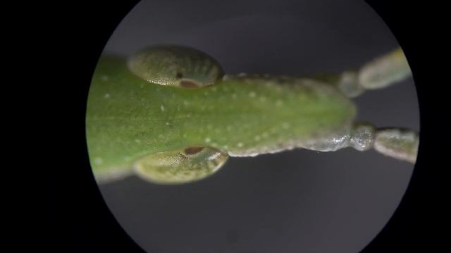 #24 방아깨비 섬서구메뚜기 윗면 확대영상 3-1 Atractomorpha lata Pyrgomorphidae Orthoptera