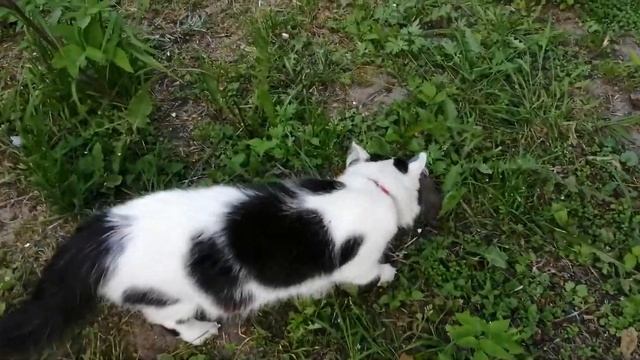 "Корова" и жаба