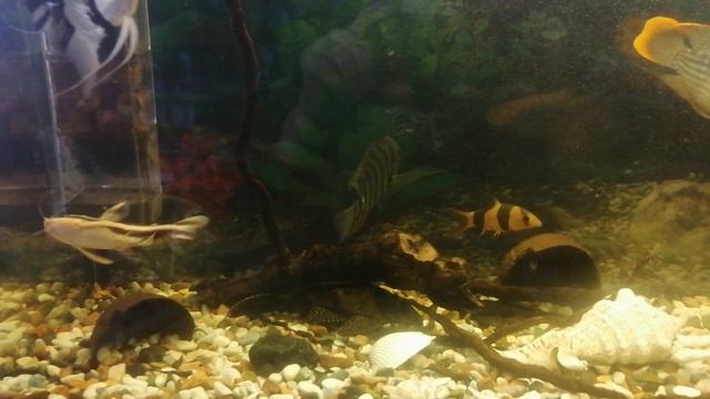 Сом Платидорас. 🐠