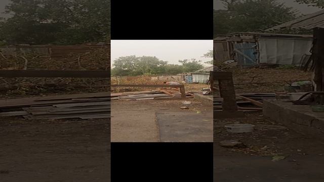 как то в деревне женщина порубала дерево тапором