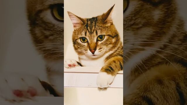 ‼️ «Я В ШОКЕ‼️Что за порода у кота⁉️