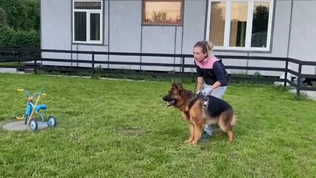 Дрессировка под ключ Клевер . Базовый курс собака-телохранитель. Немецкая овчарка Рэй.