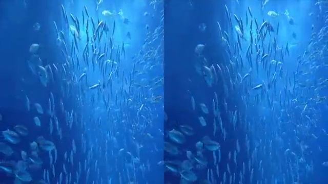 Video 3D. Aquarium.