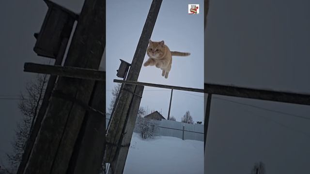 Рыжуля вышел освежиться ❄️❤️🐈