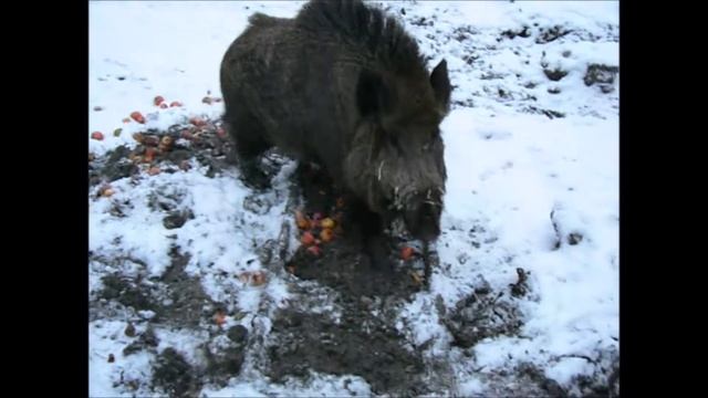 Секач. Страшный кабан Пятак