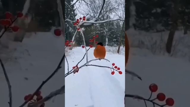 СНЕГИРИ В ВЯТСКИХ ПОЛЯНАХ