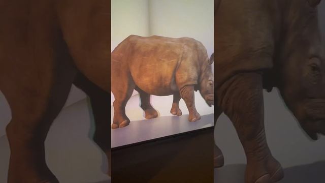3D Hippopotamus in National history museum II London #trending #museum #viral #hippo #animals