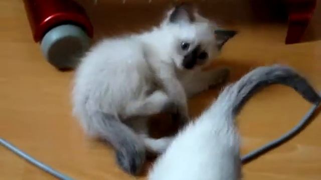 котята