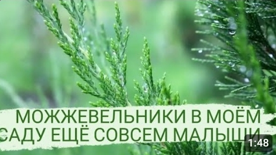 Можжевельники в моём саду ещё совсем малыши🌲Можжевеловый двор.