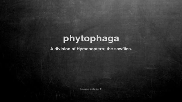 What does phytophaga mean