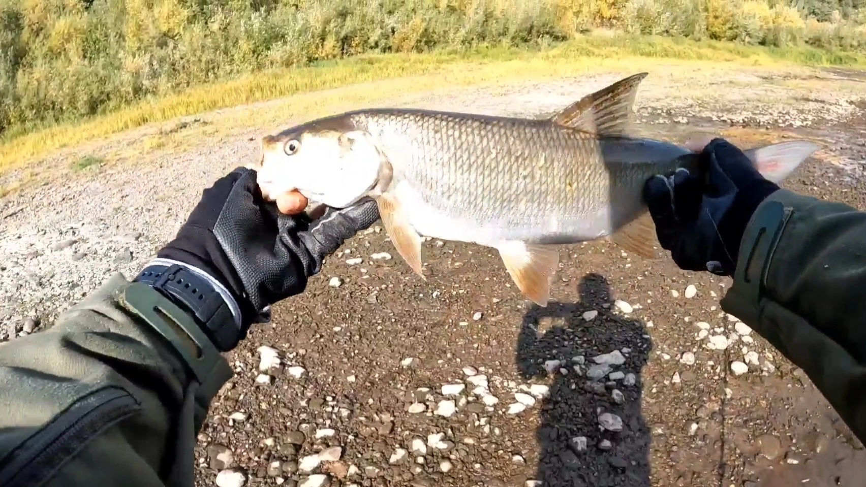 Осень/Жерех на пилькер! 🎣