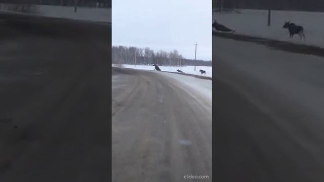 Видео с лосями в Новосибирской области