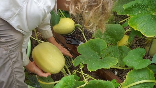 Winter Squash Part 1, Spaghetti & Pumpkin | Late Bloomer | Episode 18