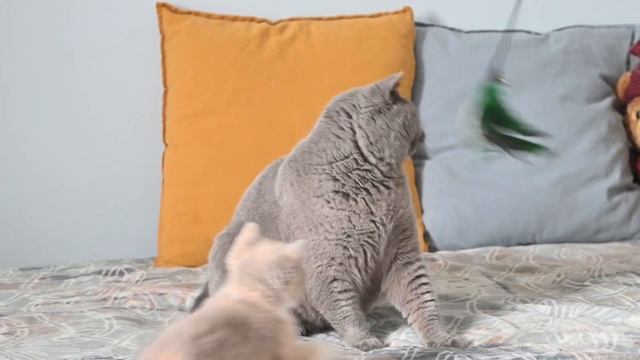 Британская кошка Джуна