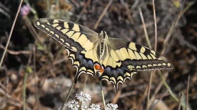 Old World Swallowtail , Macaone (Papilio machaon)