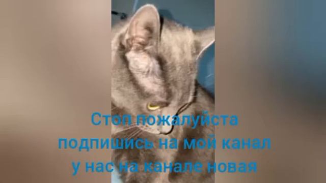 У нас на канале новая кошка по имени Стиша