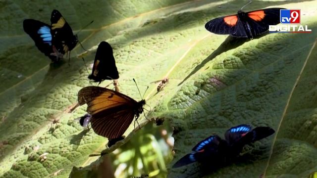 Watch the world's largest variety of butterflies in one video