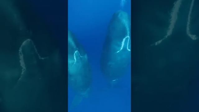 Whales Sleep Vertically but why ?  🤔🐋🐋