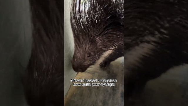 ✨A day in the life of a Porcupine at Shepreth Wildlife Park✨ #shorts #planetzoo