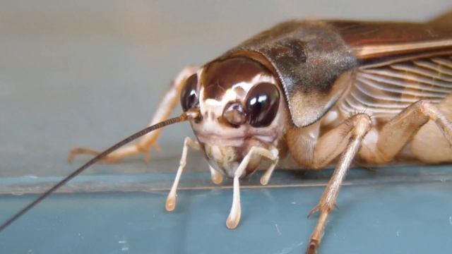 Huiskrekel / House cricket / Acheta domesticus in Thailand