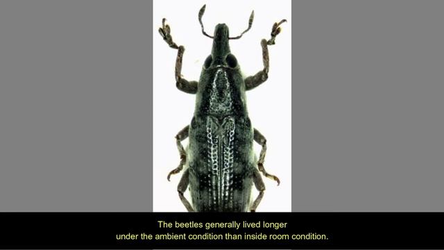 Recent Studies on the Longevity and Fecundity of Gasteroclisus rhomboidalis Coleoptera:Curculionida