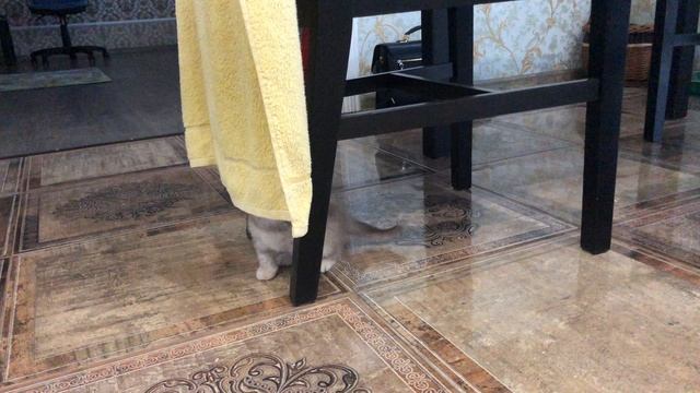 котенок