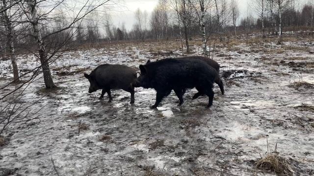 10-01-2025 Вольерная охота на кабана