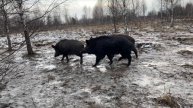 10-01-2025 Вольерная охота на кабана