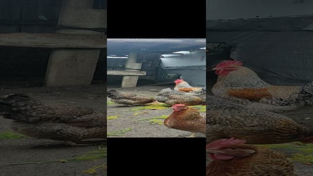 Начал отбор инкубационного яйца.