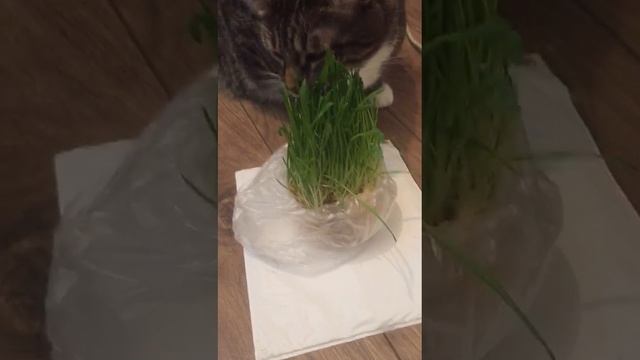 Кот#трава#shorts