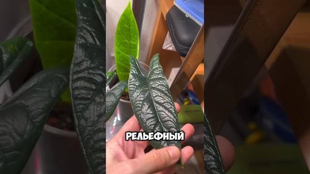 АЛОКАЗИЯ СКАЛЬПРУМ #алоказия #alocasia