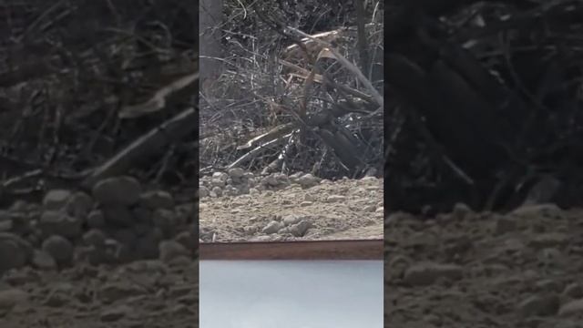 rockchuck vs 20 guage #varmenthunting #hunting #smallgamehunting #hunting