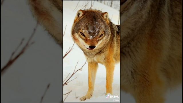 руские не здаются