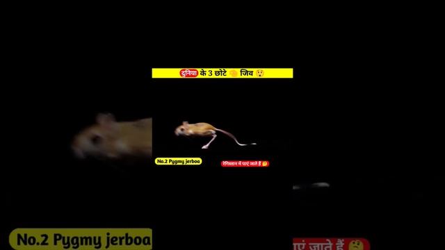 दुनिया के 3 छोटे🤏 जीव 😲 | #shorts