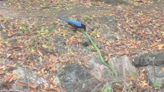 green mamba vs a blue bird fight