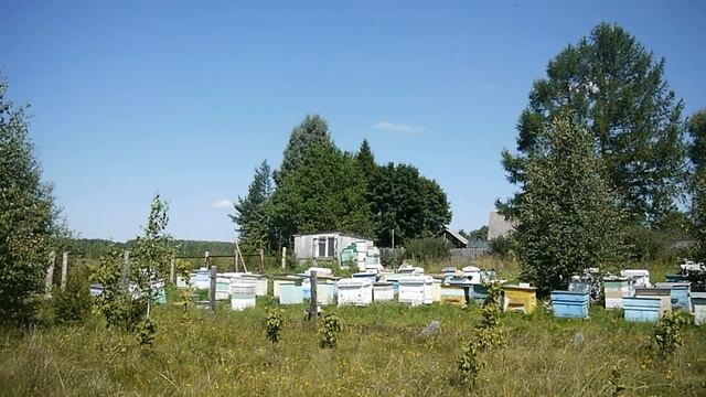 Какой взяток у пчел в августе.  Скоро качать мед