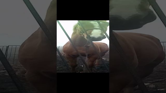 Шикарный Конь🐎